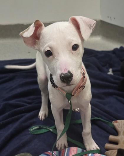Melody, a Adoptable mixed breed in Beatrice, NE image 2/2