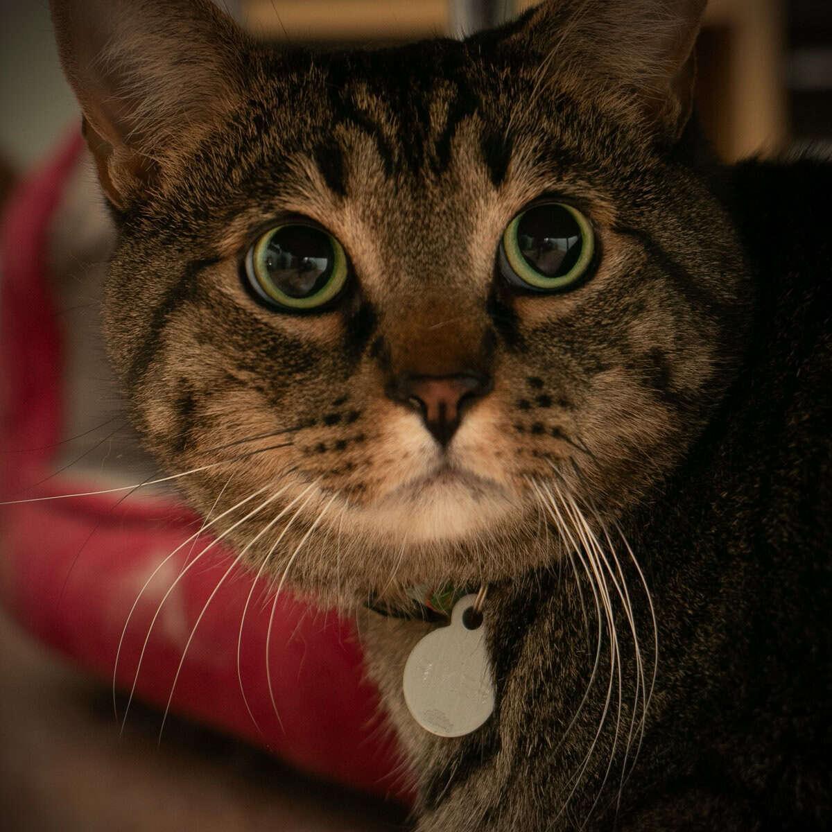 Riker, a Adoptable Tabby in Calgary, AB image 1/2