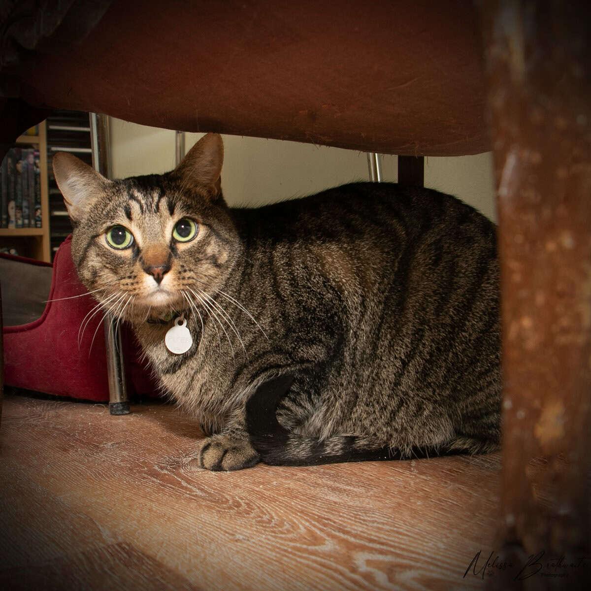 Riker, a Adoptable Tabby in Calgary, AB image 2/2