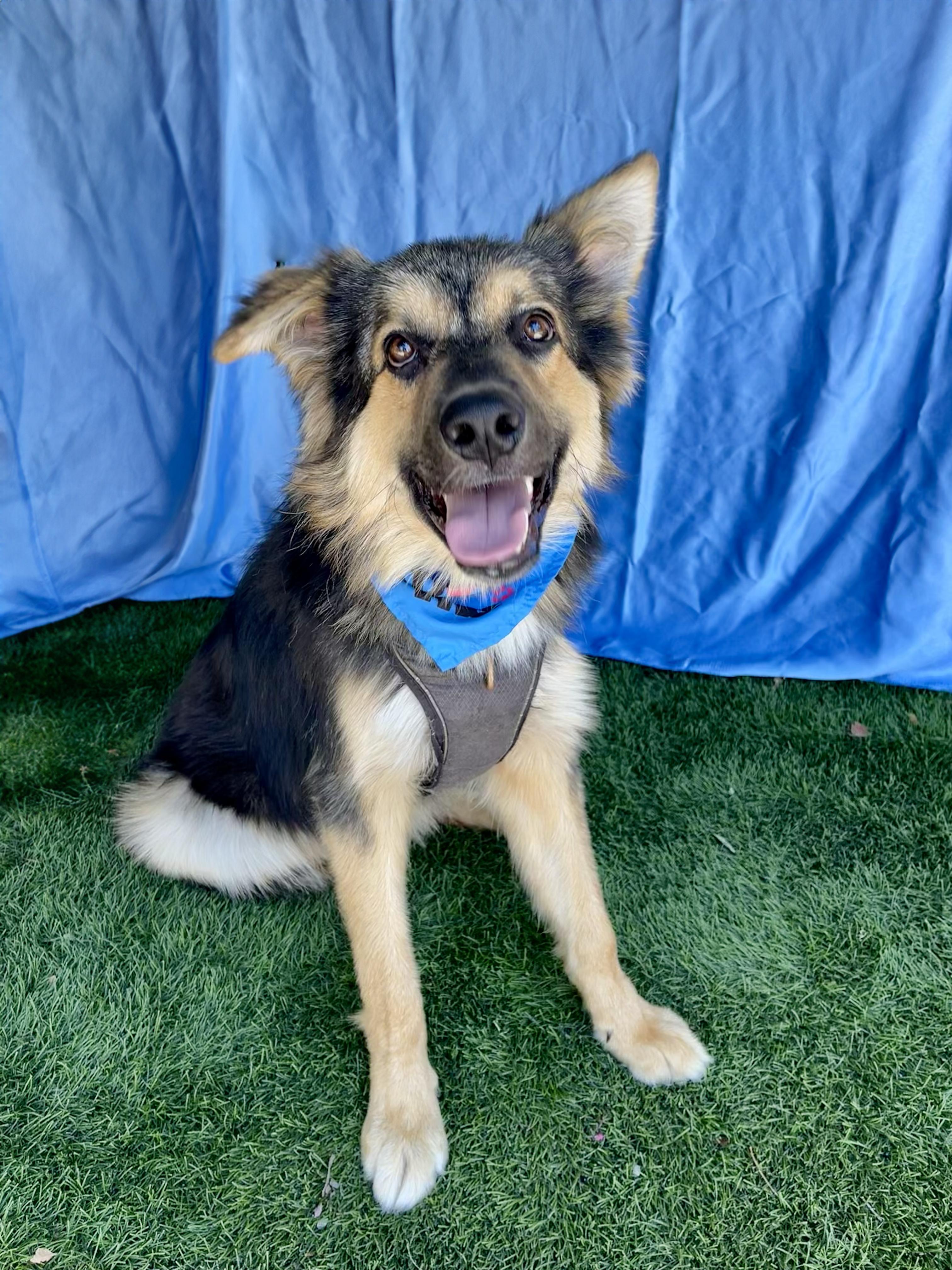Enlarge BOWIE, an adopted mixed breed in Rowland Heights, CA image 2/3
