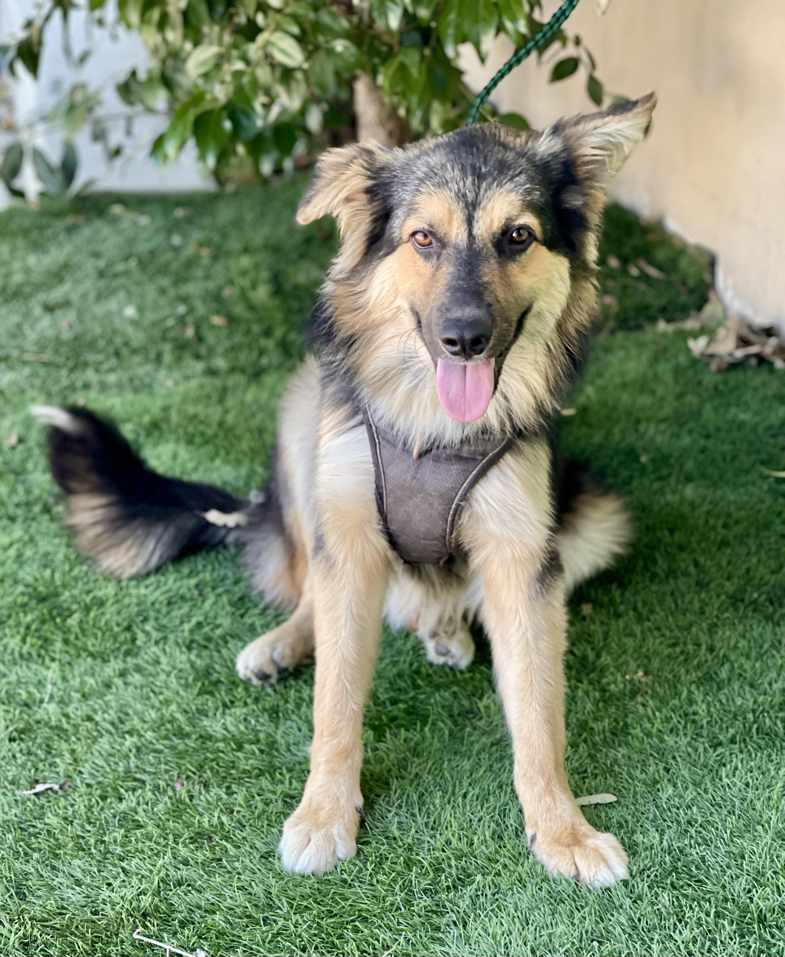 BOWIE, adopted, Puppy Male Australian Shepherd.
