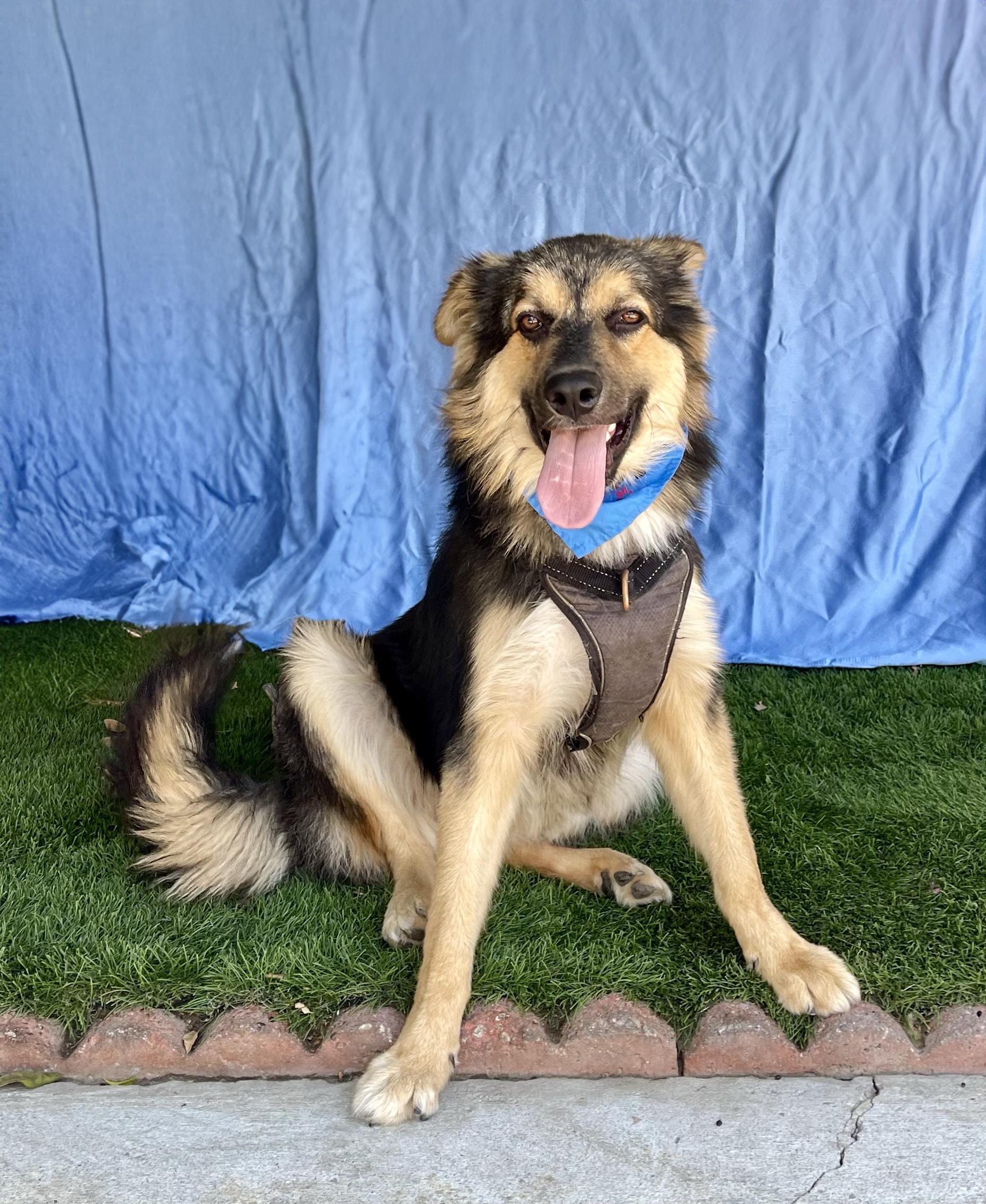 Enlarge BOWIE, an adopted mixed breed in Rowland Heights, CA image 3/3