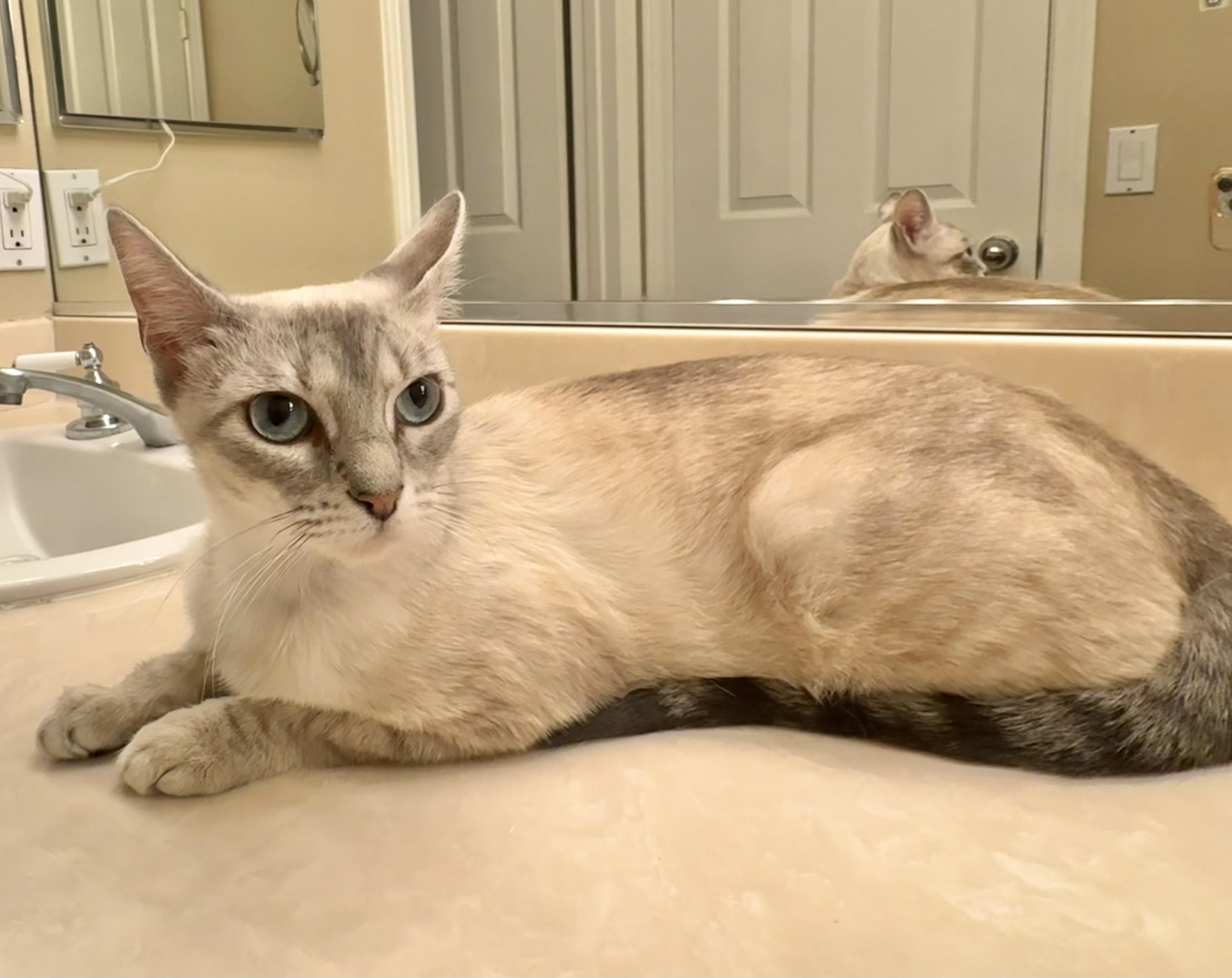 Enlarge Nova, a Adoptable mixed breed in Monrovia , CA image 2/3