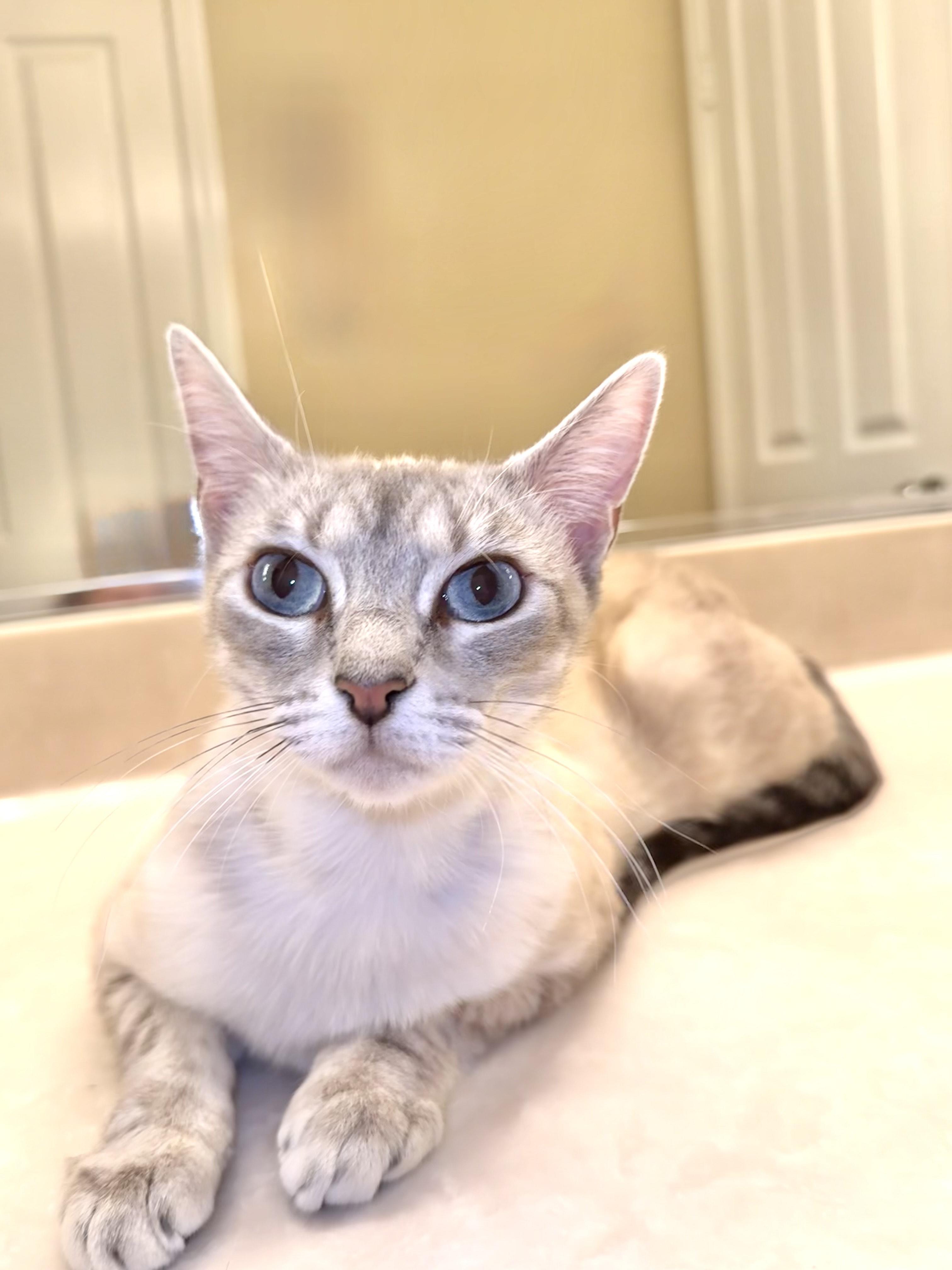 Nova, Adoptable, Adult Female Siamese.