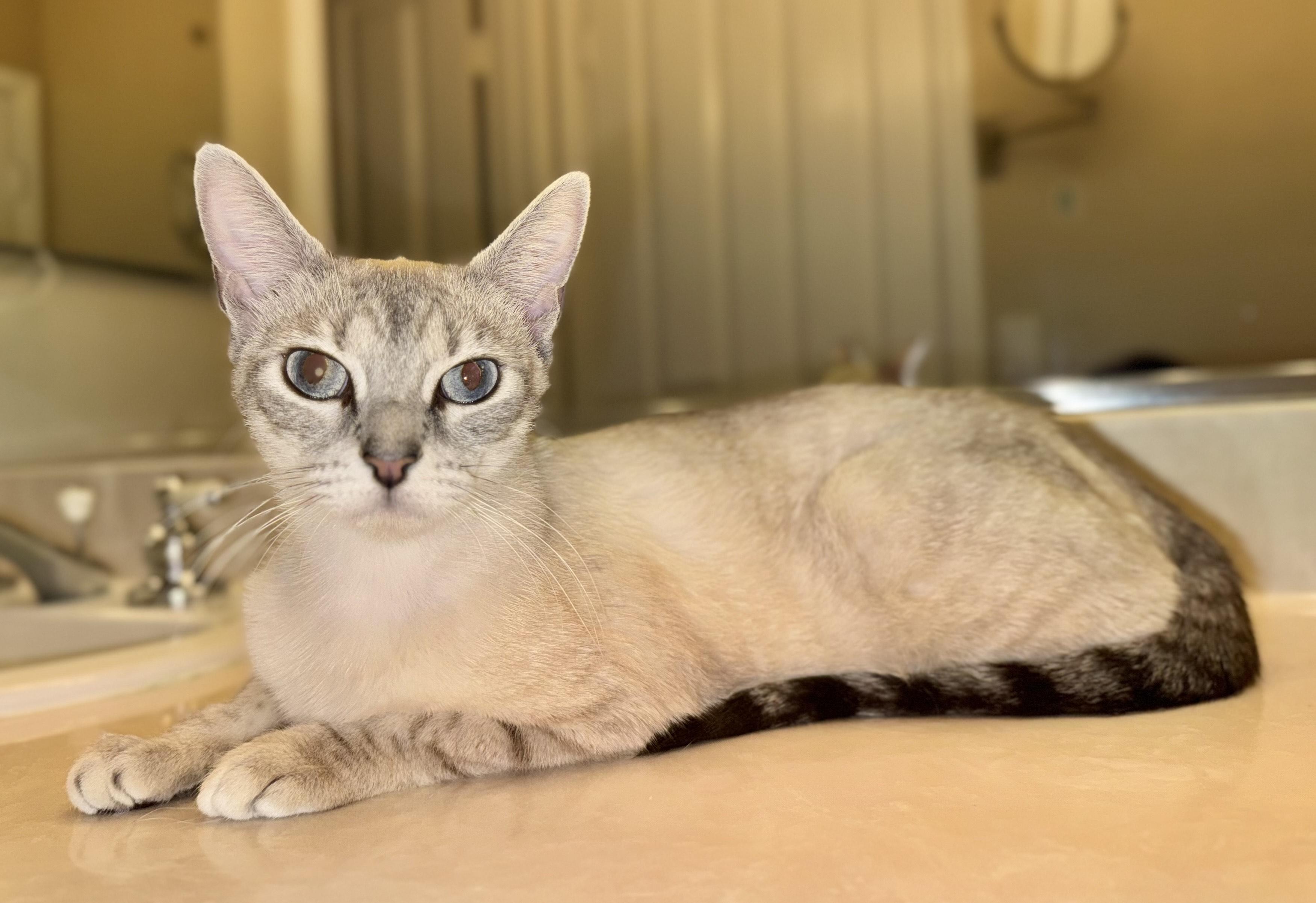 Enlarge Nova, a Adoptable mixed breed in Monrovia , CA image 3/3