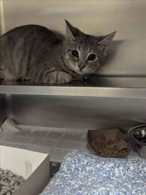 A516957, Adoptable, Young Male Domestic Short Hair.