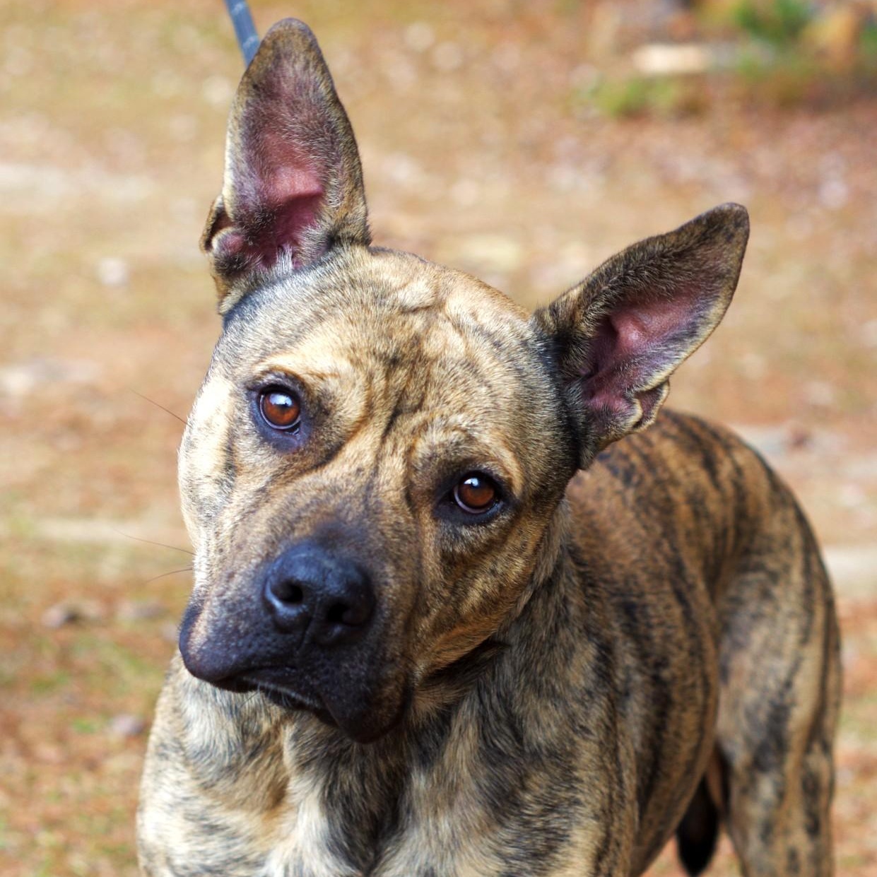 Jackson, a Adoptable mixed breed in Sautee Nacoochee, GA image 1/4