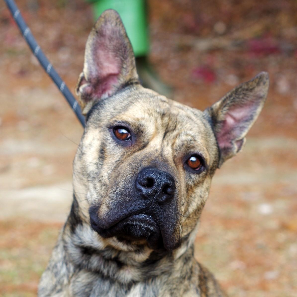 Jackson, a Adoptable mixed breed in Sautee Nacoochee, GA image 2/4