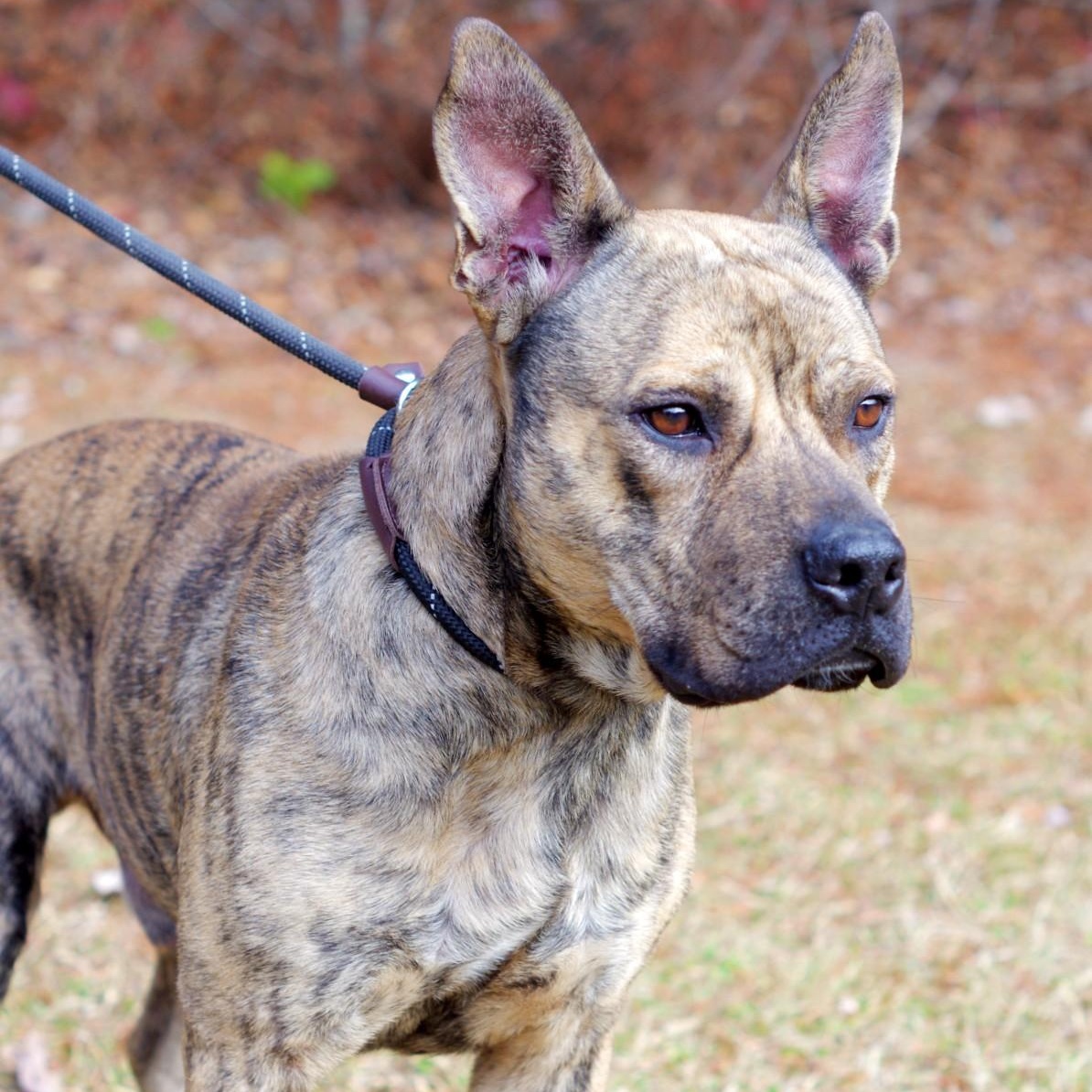 Jackson, a Adoptable mixed breed in Sautee Nacoochee, GA image 3/4