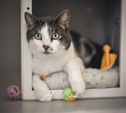 Chaco, Adoptable, Adult Male Domestic Short Hair & Domestic Short Hair.