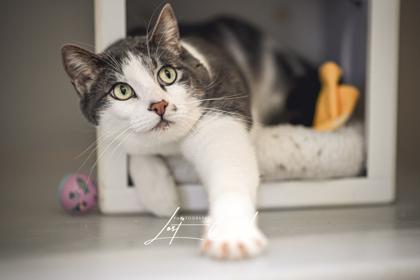 Enlarge Chaco, a Adoptable mixed breed in Kalispell, MT image 2/3