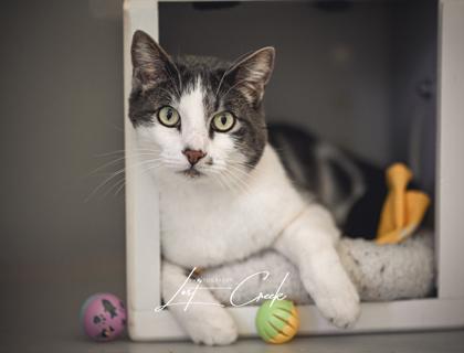 Enlarge Chaco, a Adoptable mixed breed in Kalispell, MT image 3/3