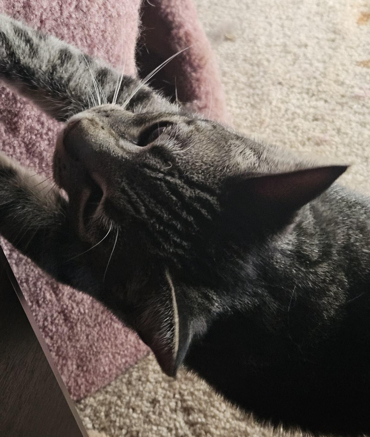 Cleo, an adoptable Tabby in Cedaredge, CO, 81413 | Photo Image 4