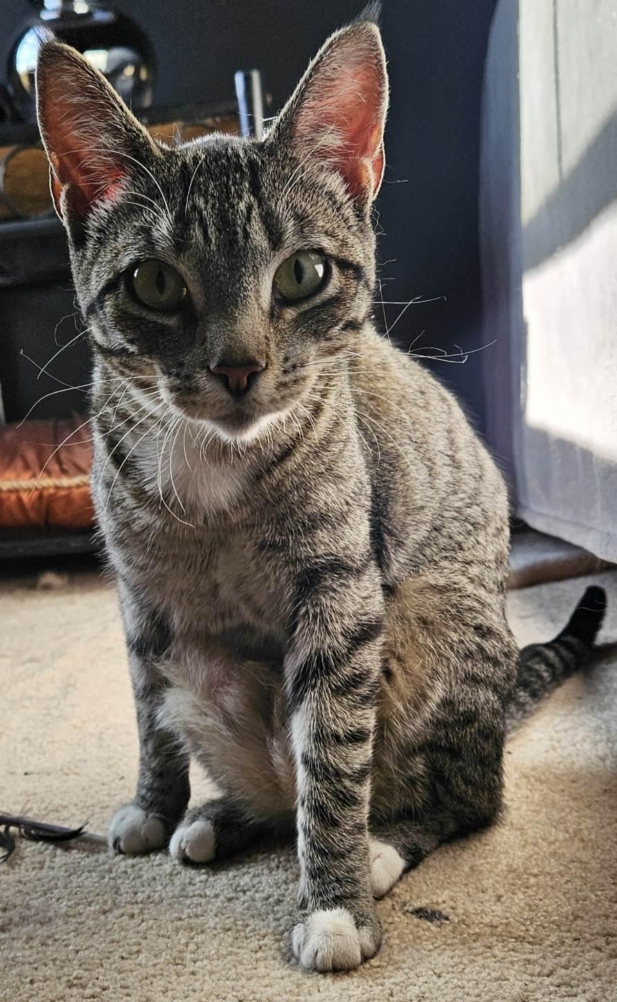 Cleo, Adoptable, Young Female Tabby.