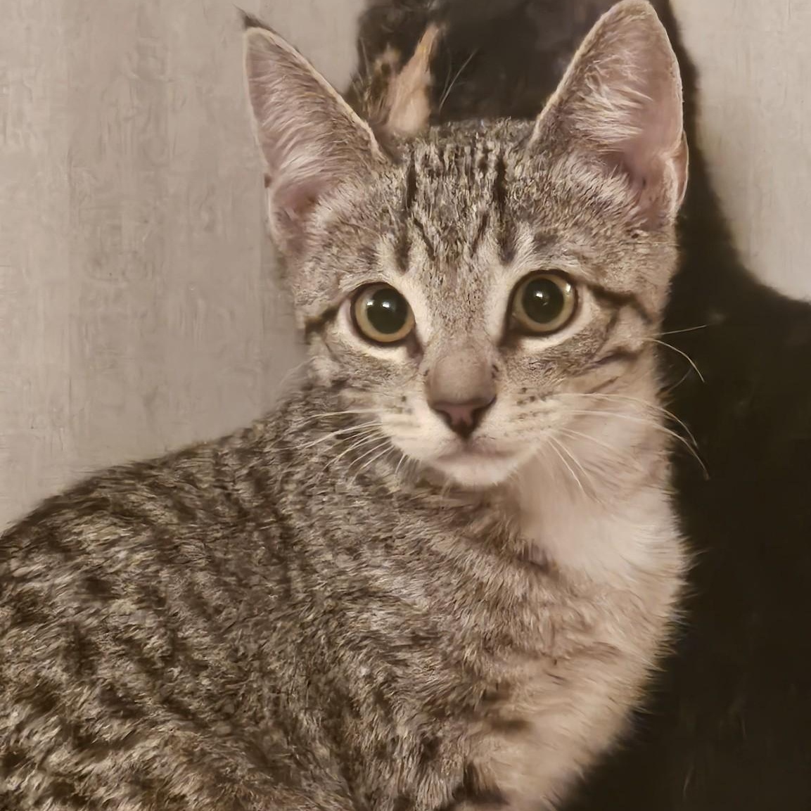 Cleo, an adoptable Tabby in Cedaredge, CO, 81413 | Photo Image 2