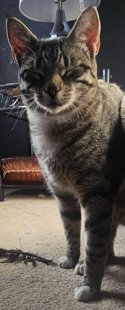 Cleo, an adoptable Tabby in Cedaredge, CO, 81413 | Photo Image 5