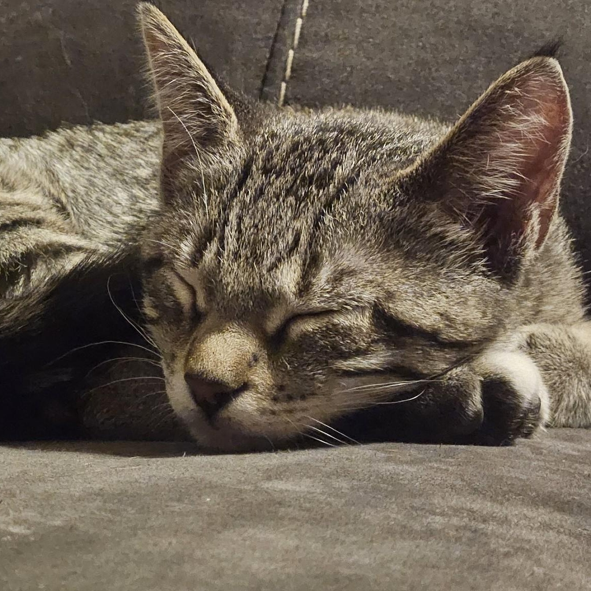 Cleo, an adoptable Tabby in Cedaredge, CO, 81413 | Photo Image 3