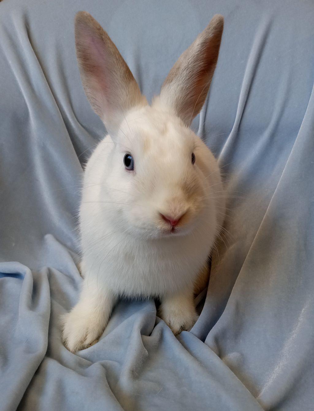 Enlarge Ferris, a Adoptable mixed breed in Goleta, CA image 1/1