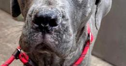 Millie, Adoptable, Young Female Cane Corso.