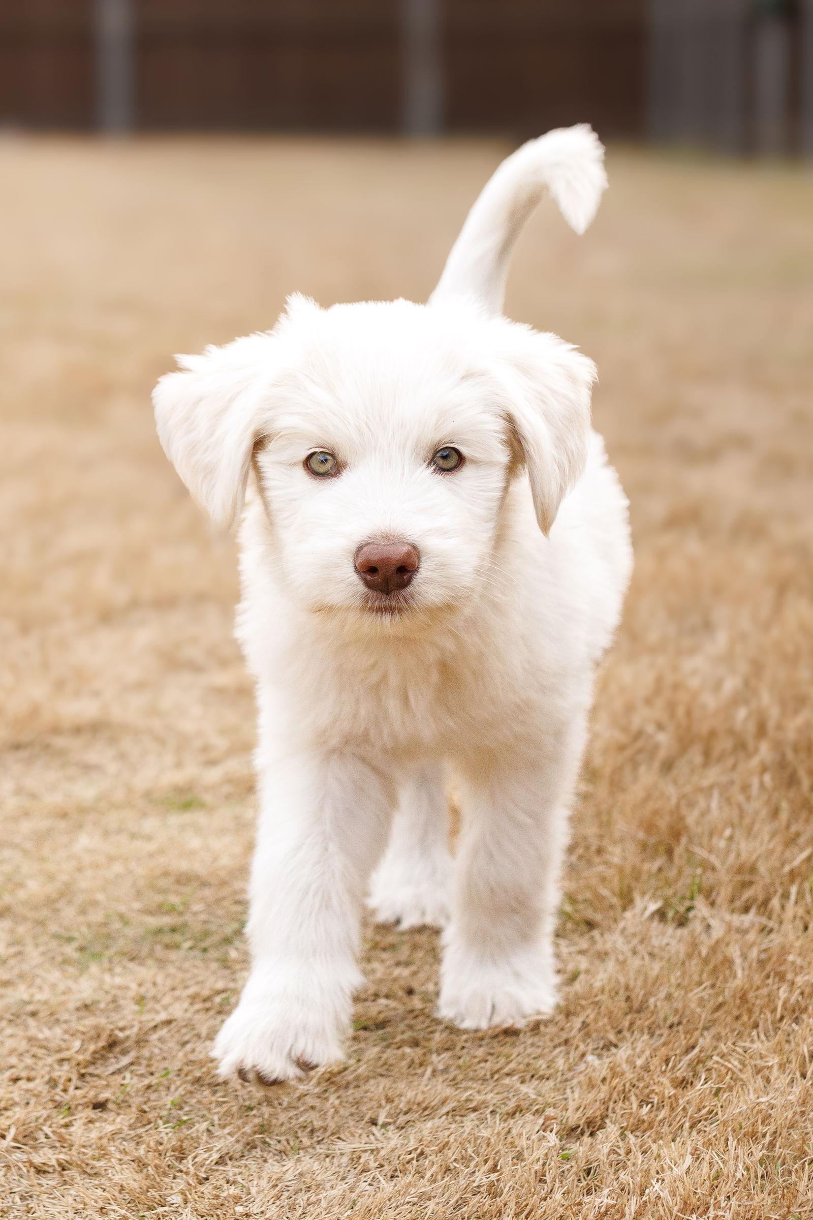 Frost, Adoptable, Puppy Female Great Pyrenees & Australian Cattle Dog / Blue Heeler.