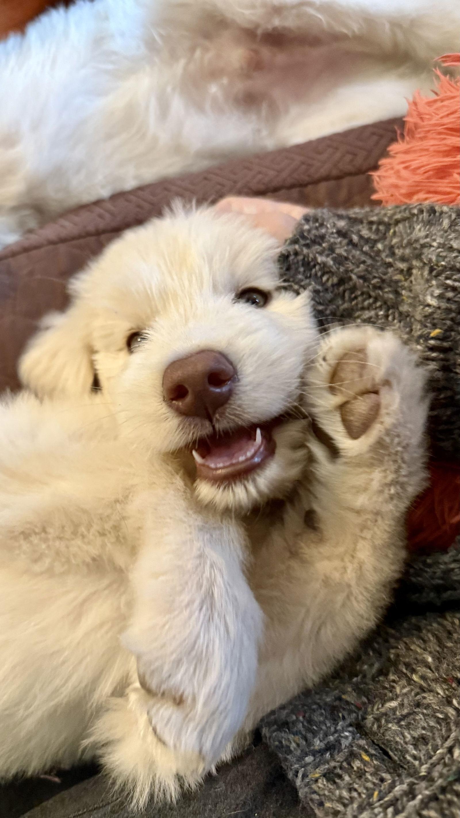 Enlarge Frost, a Adoptable mixed breed in McKinney, TX image 2/3