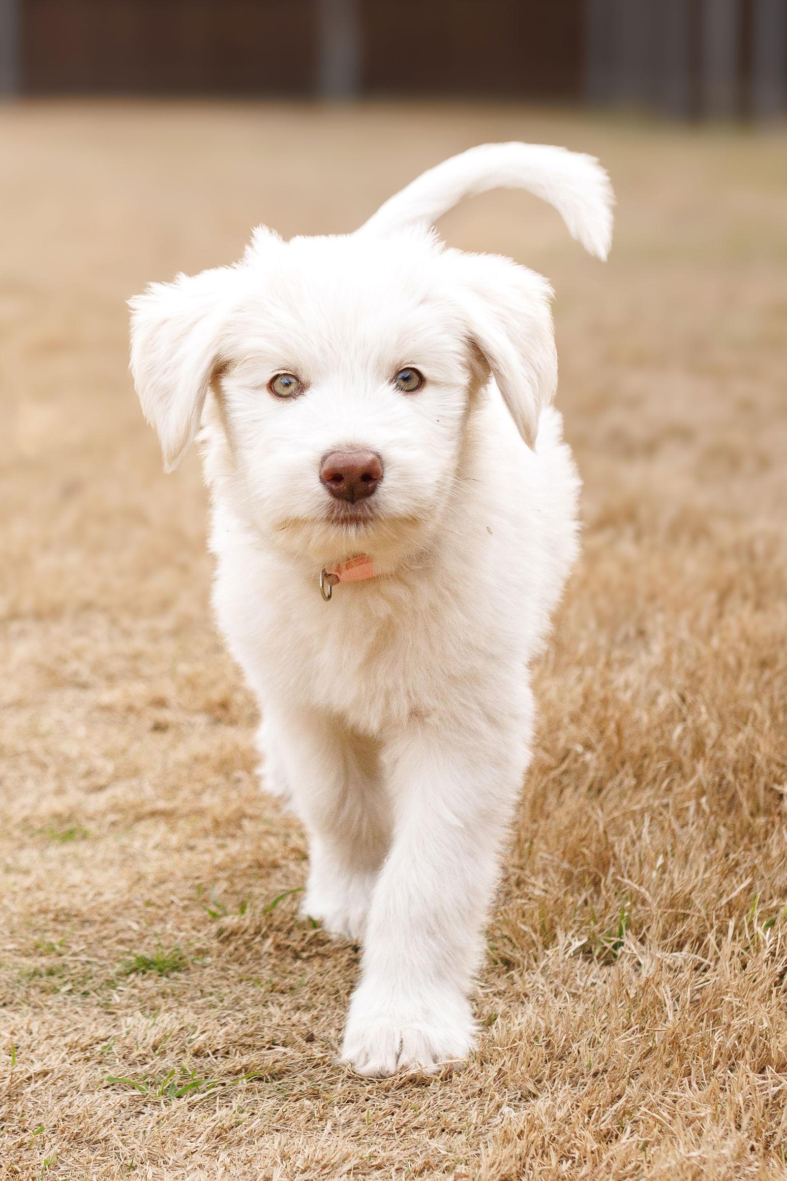 Enlarge Frost, a Adoptable mixed breed in McKinney, TX image 3/3