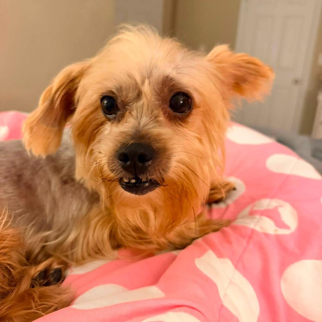 Enlarge Hermione, a Adoptable Yorkshire Terrier in St. Charles, IL image 1/6