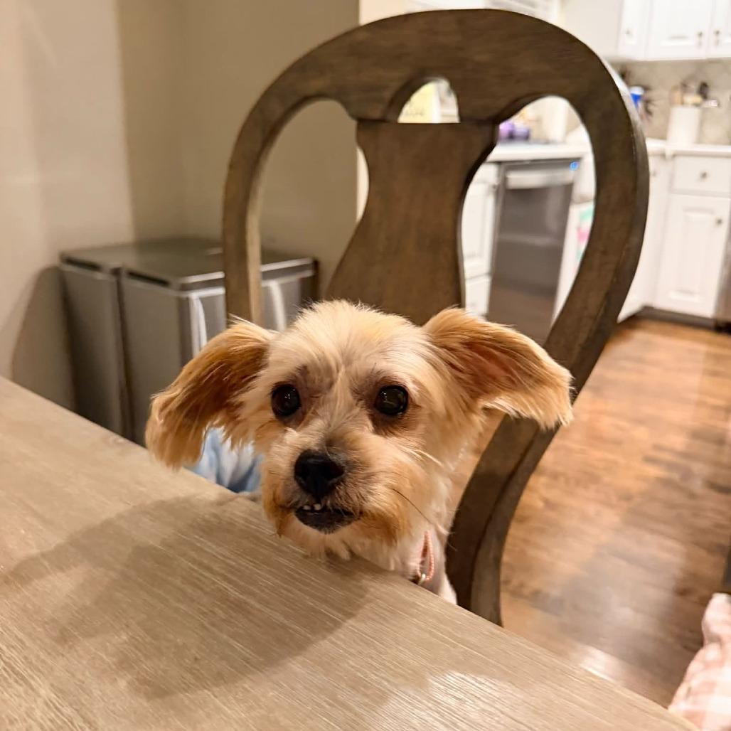 Enlarge Hermione, a Adoptable Yorkshire Terrier in St. Charles, IL image 2/6