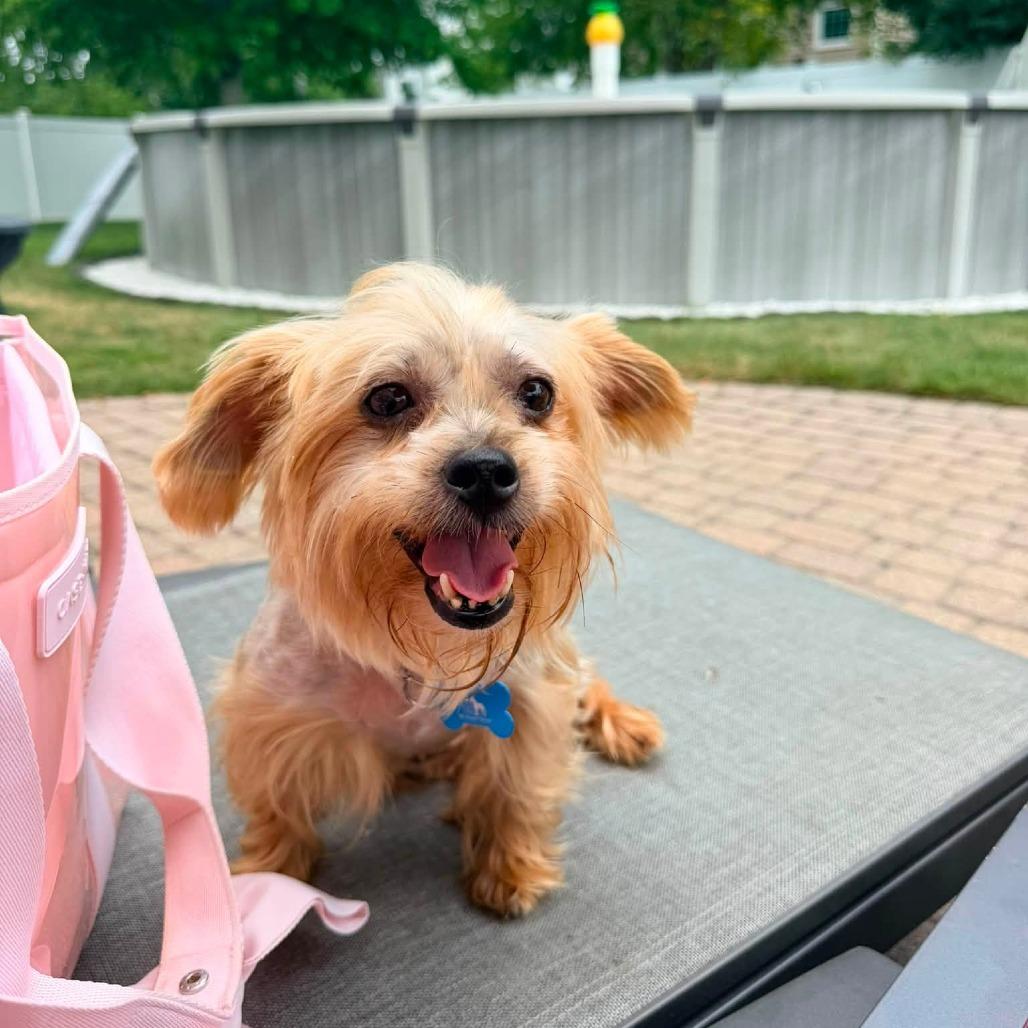 Enlarge Hermione, a Adoptable Yorkshire Terrier in St. Charles, IL image 3/6
