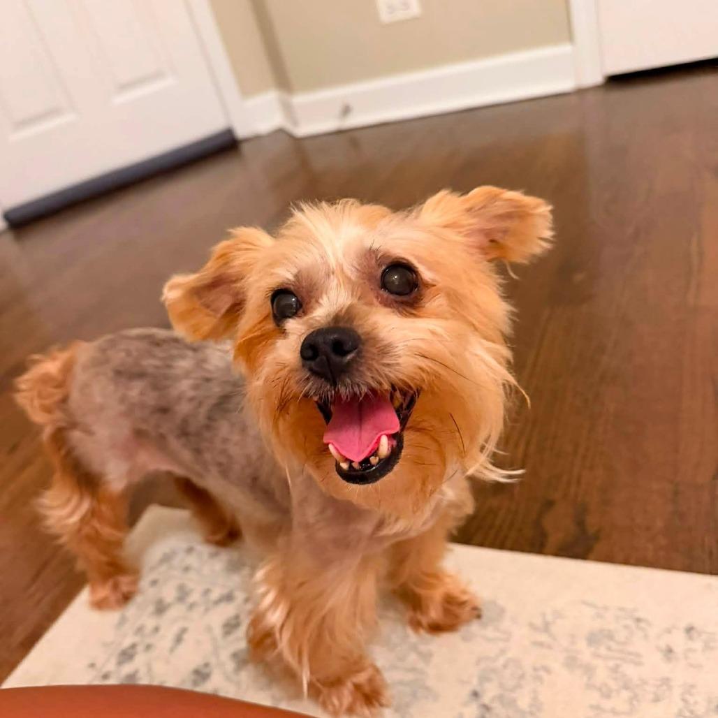 Enlarge Hermione, a Adoptable Yorkshire Terrier in St. Charles, IL image 4/6