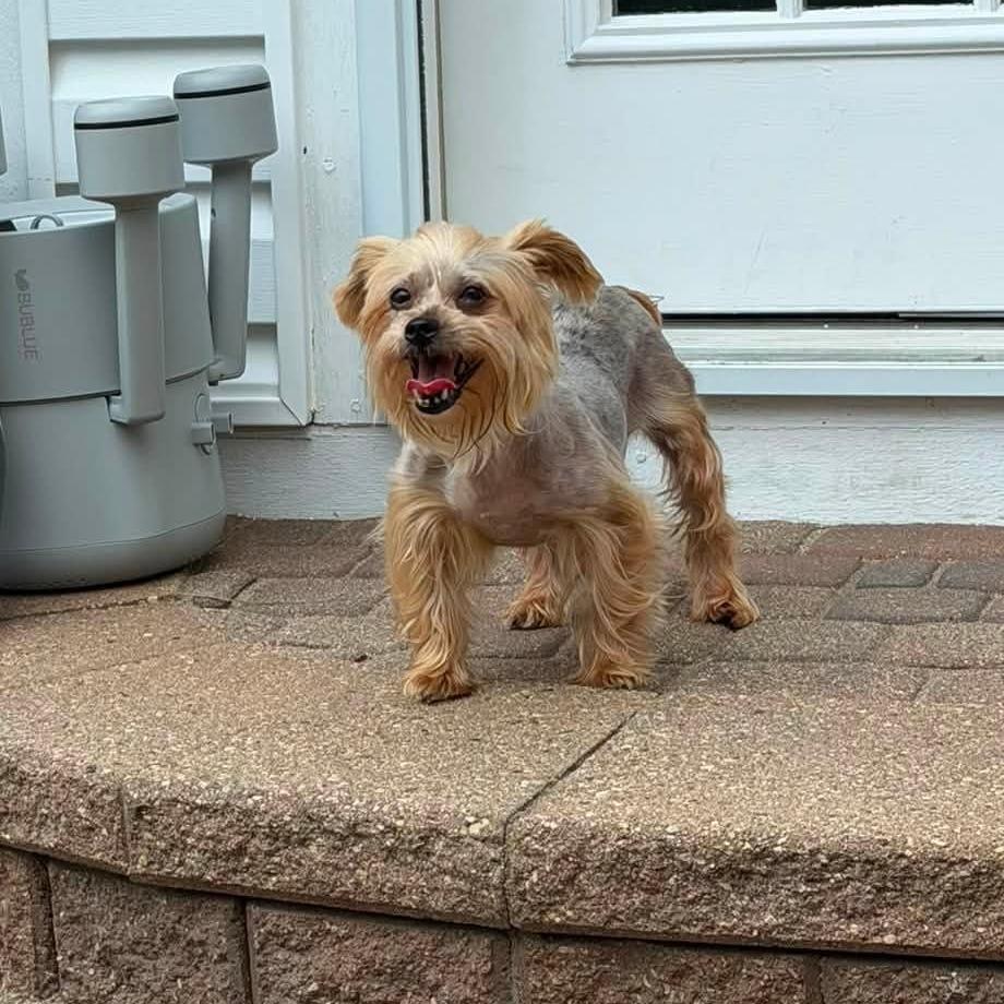 Enlarge Hermione, a Adoptable Yorkshire Terrier in St. Charles, IL image 5/6