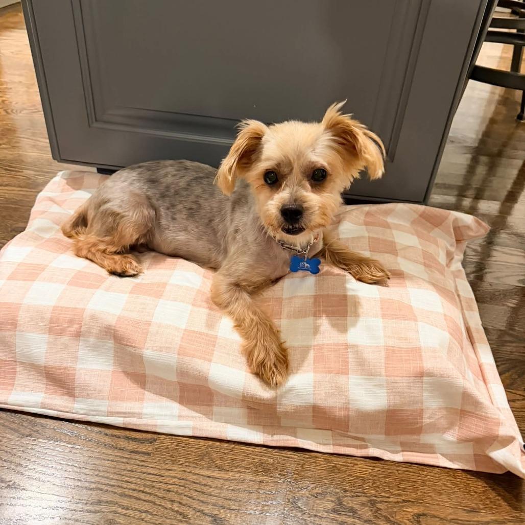 Enlarge Hermione, a Adoptable Yorkshire Terrier in St. Charles, IL image 6/6