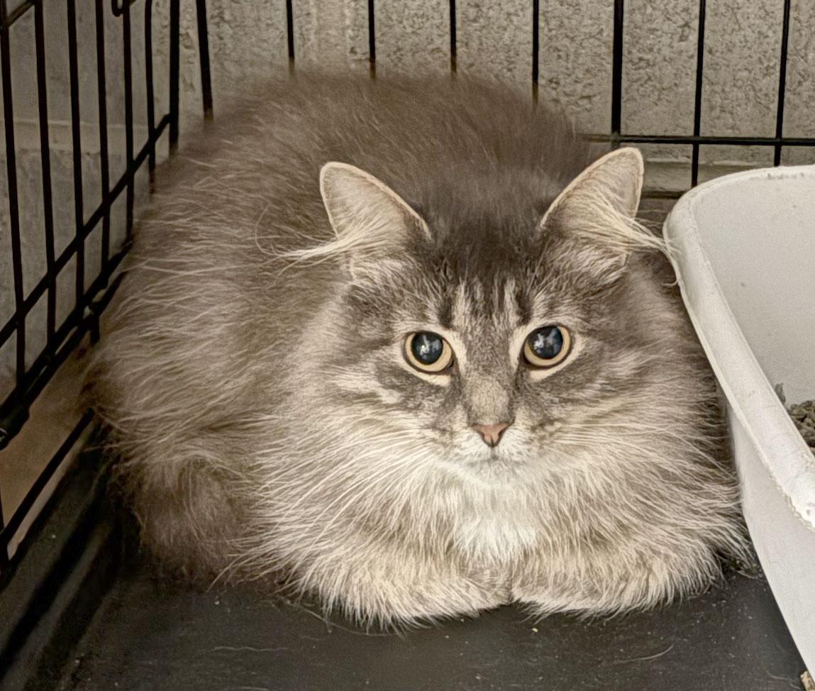 Enlarge Estrada, a ADOPTABLE Domestic Long Hair in Mauldin, SC image 2/2