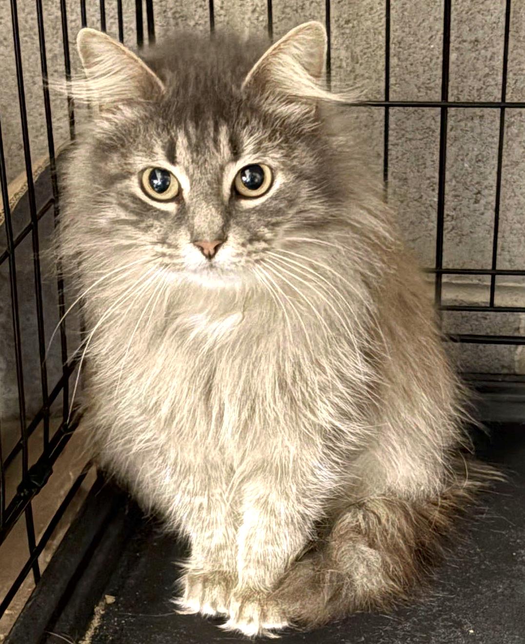 Estrada, ADOPTABLE, Young Female Domestic Long Hair.