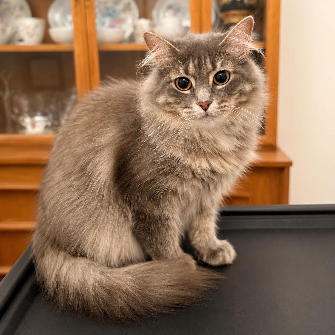 Estrada, ADOPTABLE, Young Female Domestic Long Hair & Maine Coon.