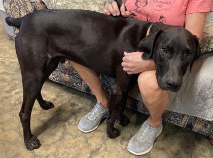 Bert, Adoptable, Young Male German Shorthaired Pointer.