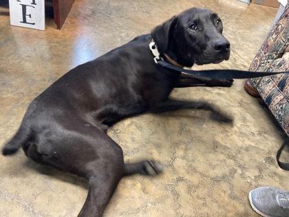 Enlarge Bert, a Adoptable German Shorthaired Pointer in Yellville, AR image 2/2
