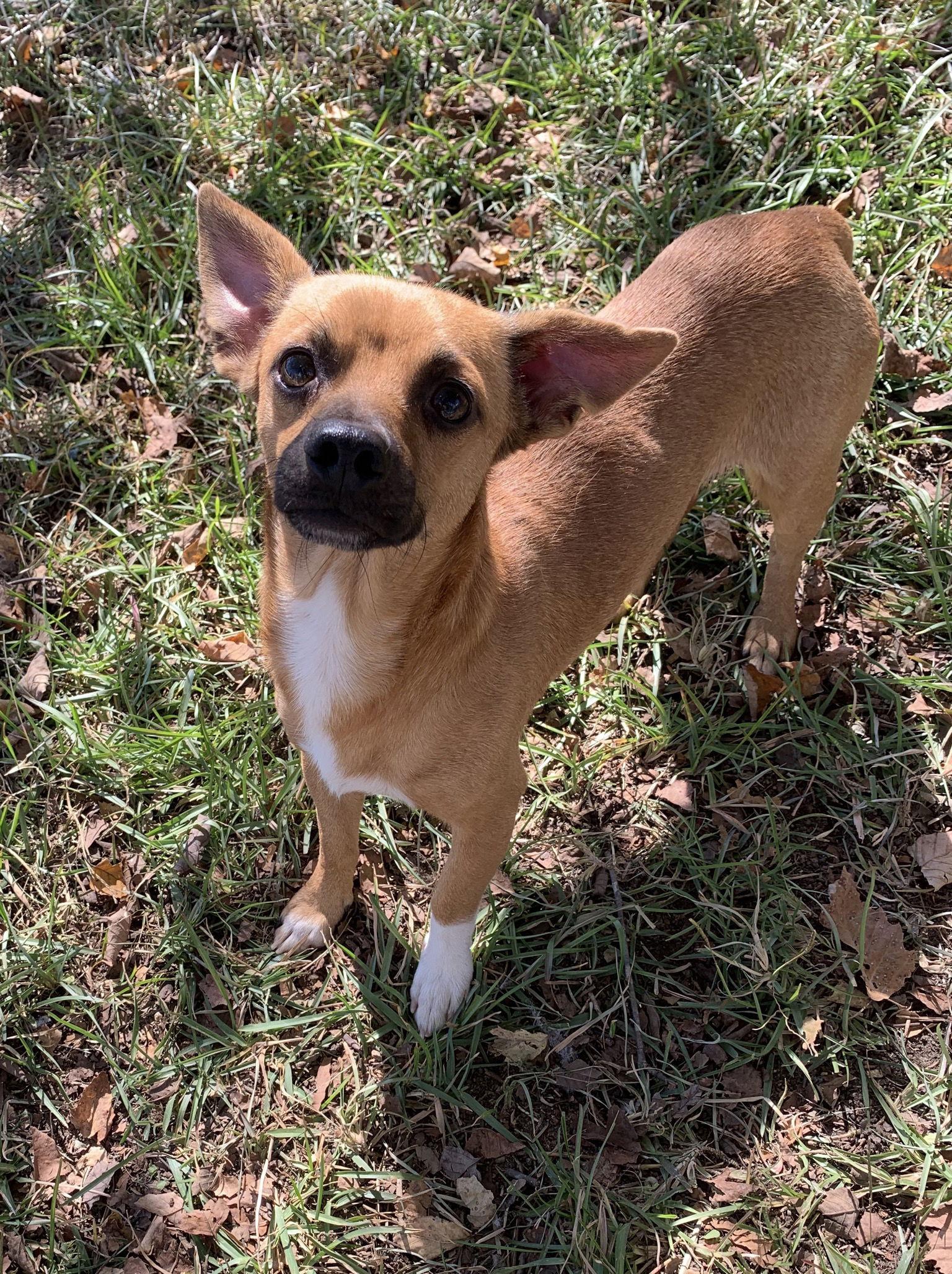 Enlarge Butler, a Adoptable Chihuahua in Holly Springs, NC image 1/3