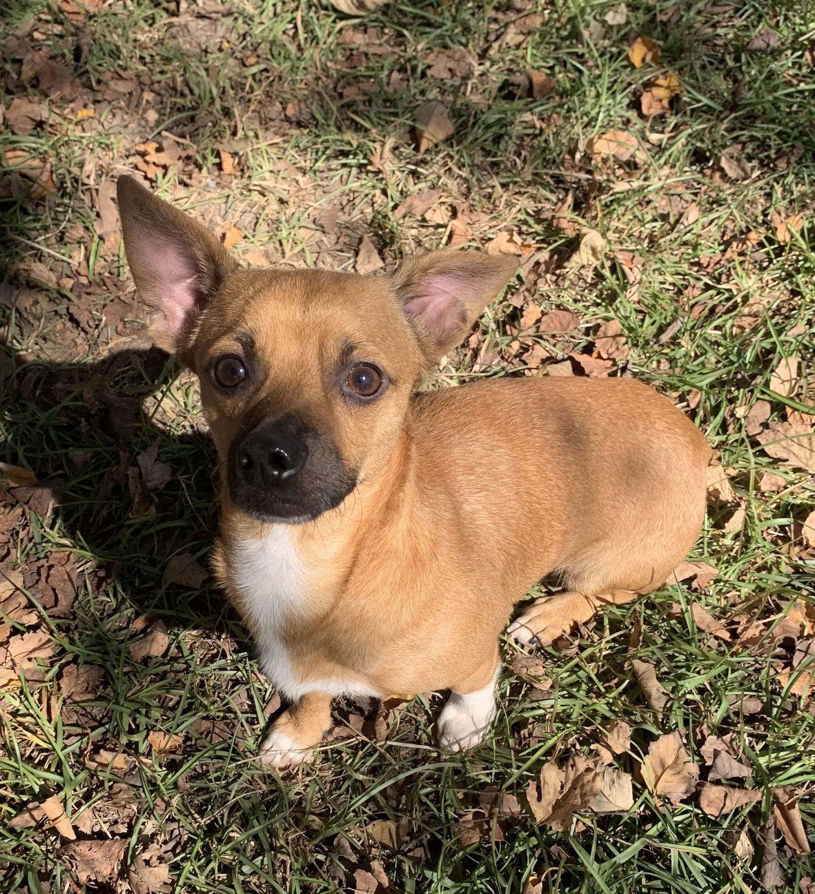 Enlarge Butler, a Adoptable Chihuahua in Holly Springs, NC image 3/3