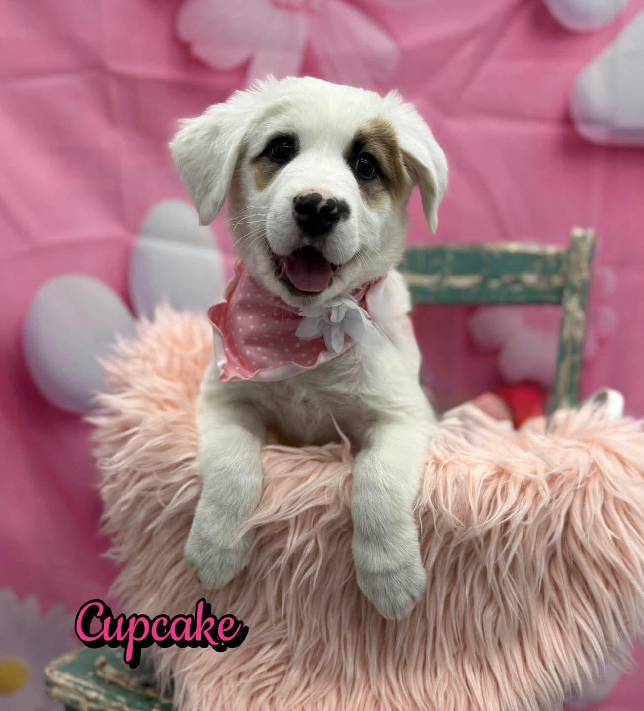 Enlarge Cupcake, an adopted mixed breed in Washington , PA image 1/1