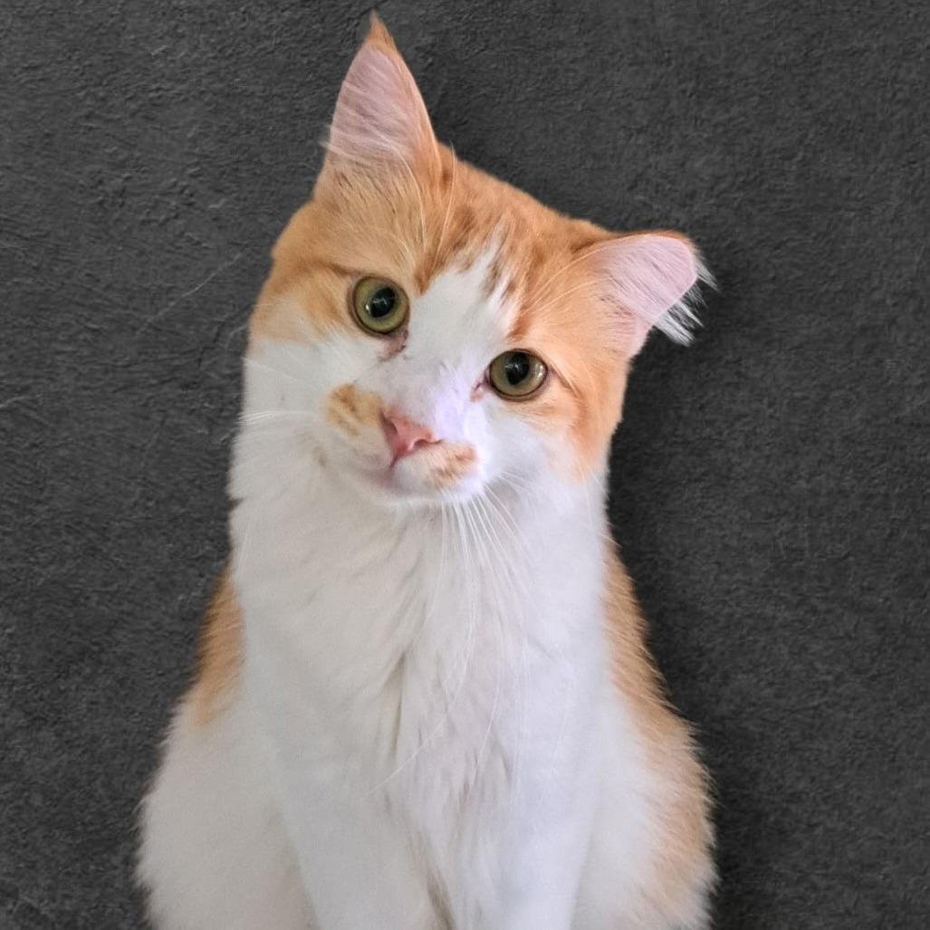 Enlarge Willow, a Adoptable Domestic Long Hair in Eureka Springs, AR image 1/1