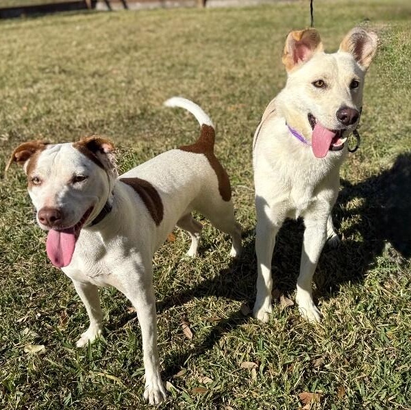 Shortcake Sweetie — thumbnail 4