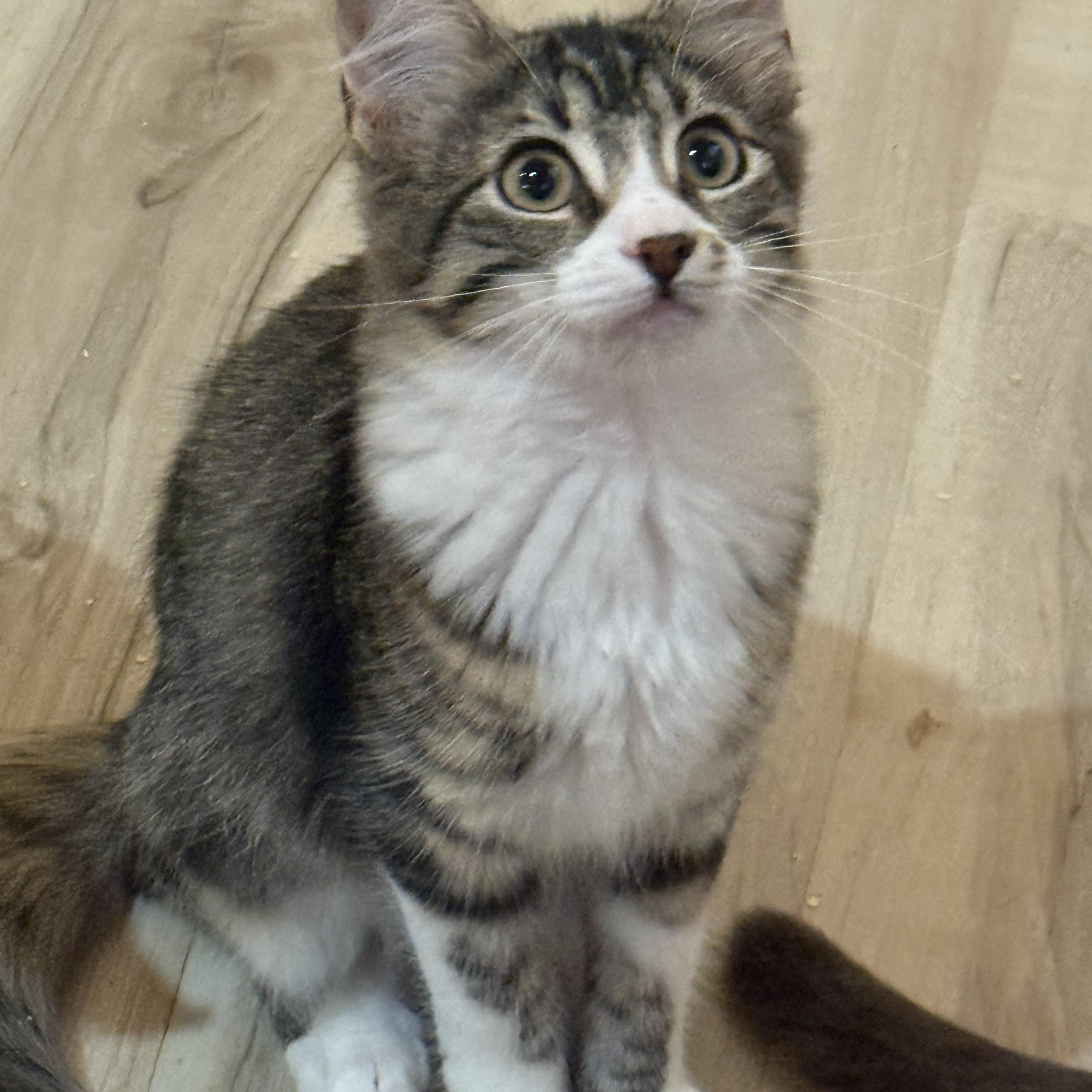 Diva, Adoptable, Young Female Domestic Medium Hair.