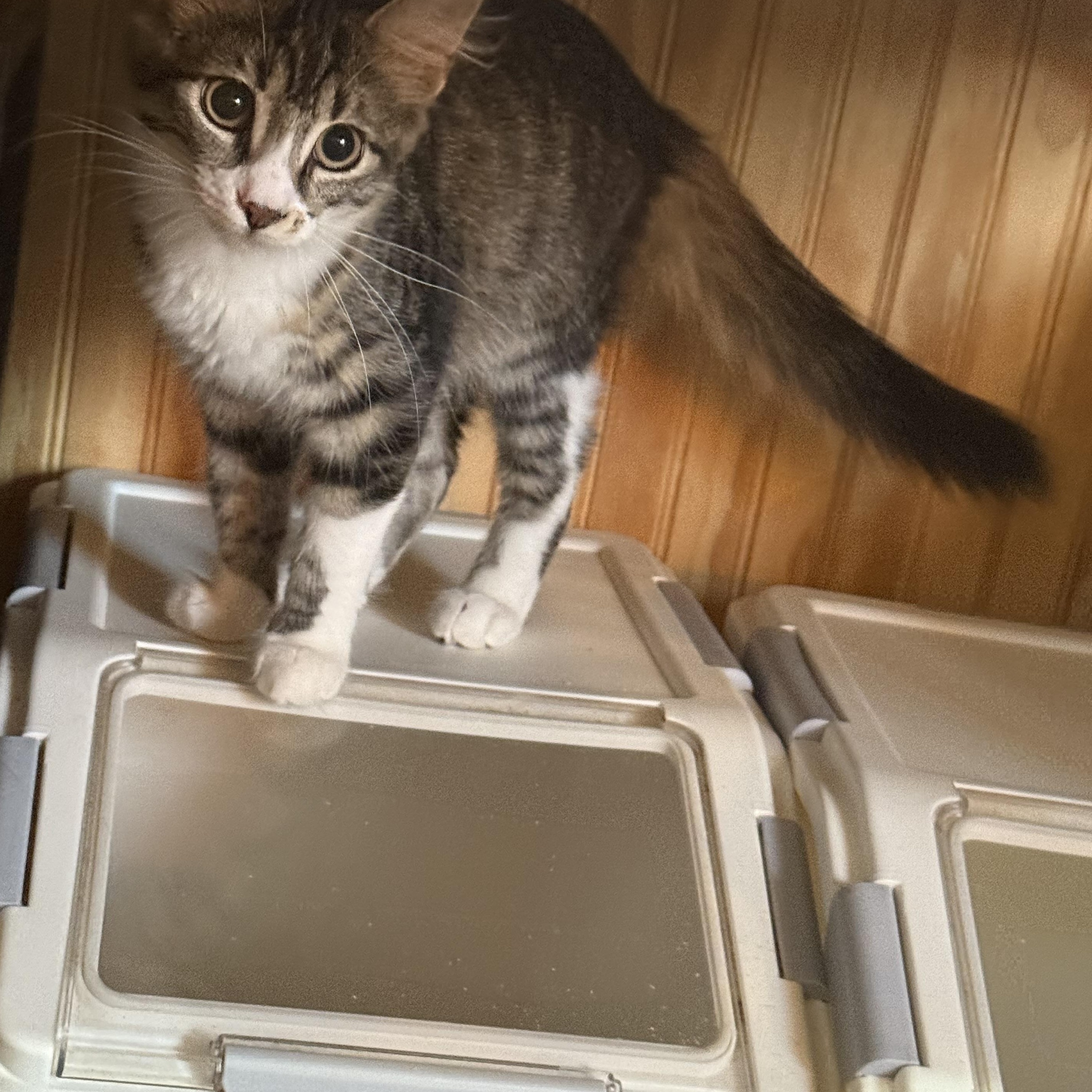 Enlarge Diva, a Adoptable Domestic Medium Hair in Anna, TX image 2/3