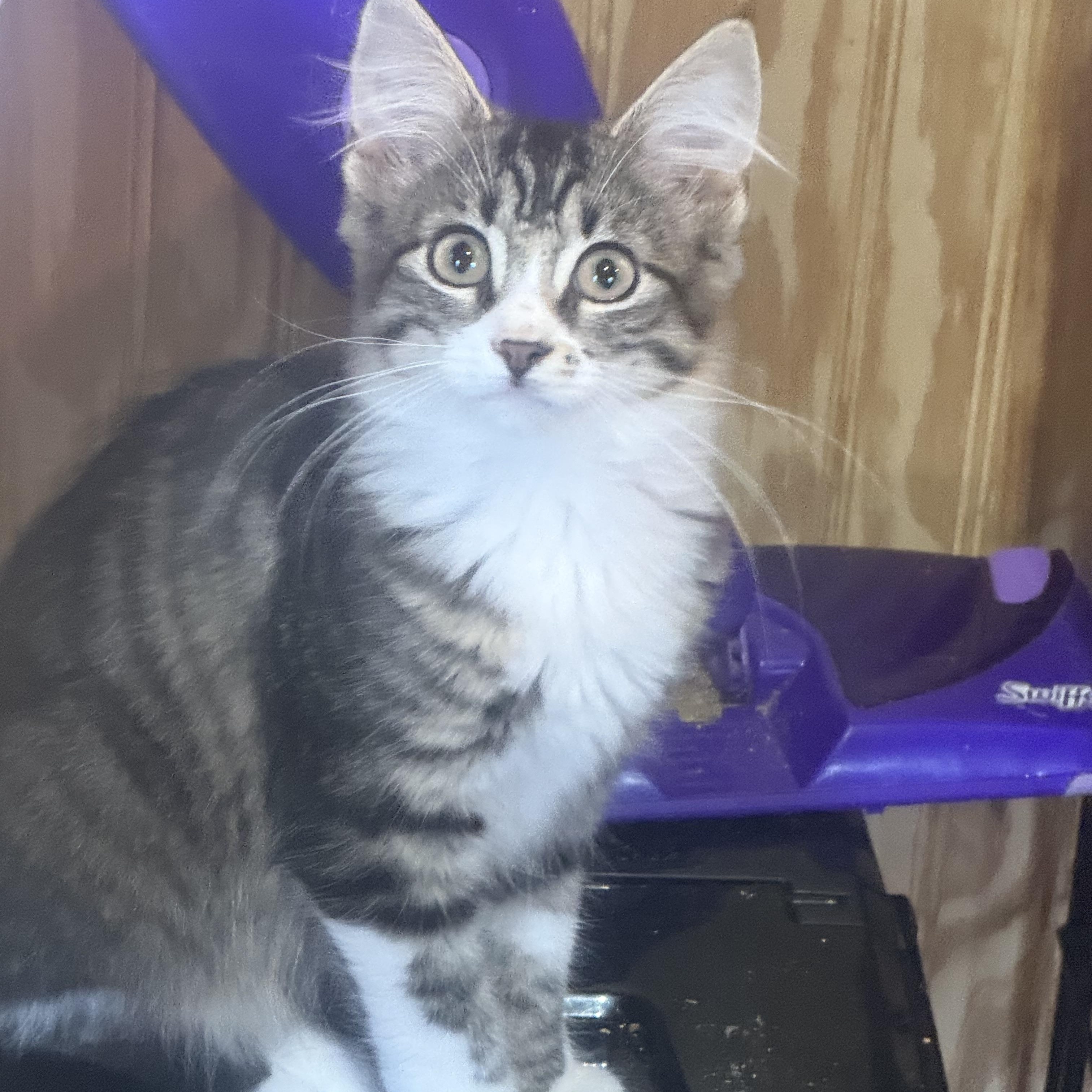 Enlarge Diva, a Adoptable Domestic Medium Hair in Anna, TX image 3/3