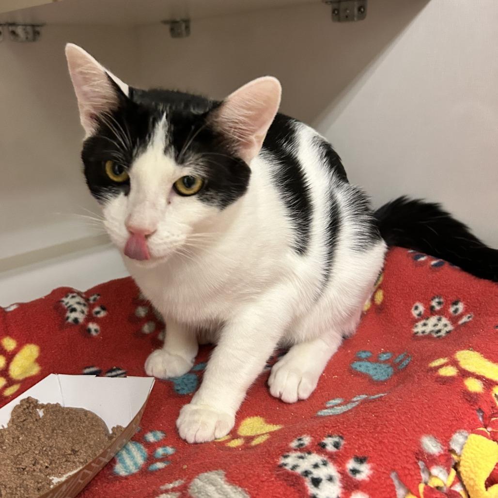 Enlarge Cookie, a Adoptable Domestic Short Hair in Redwood City, CA image 1/1