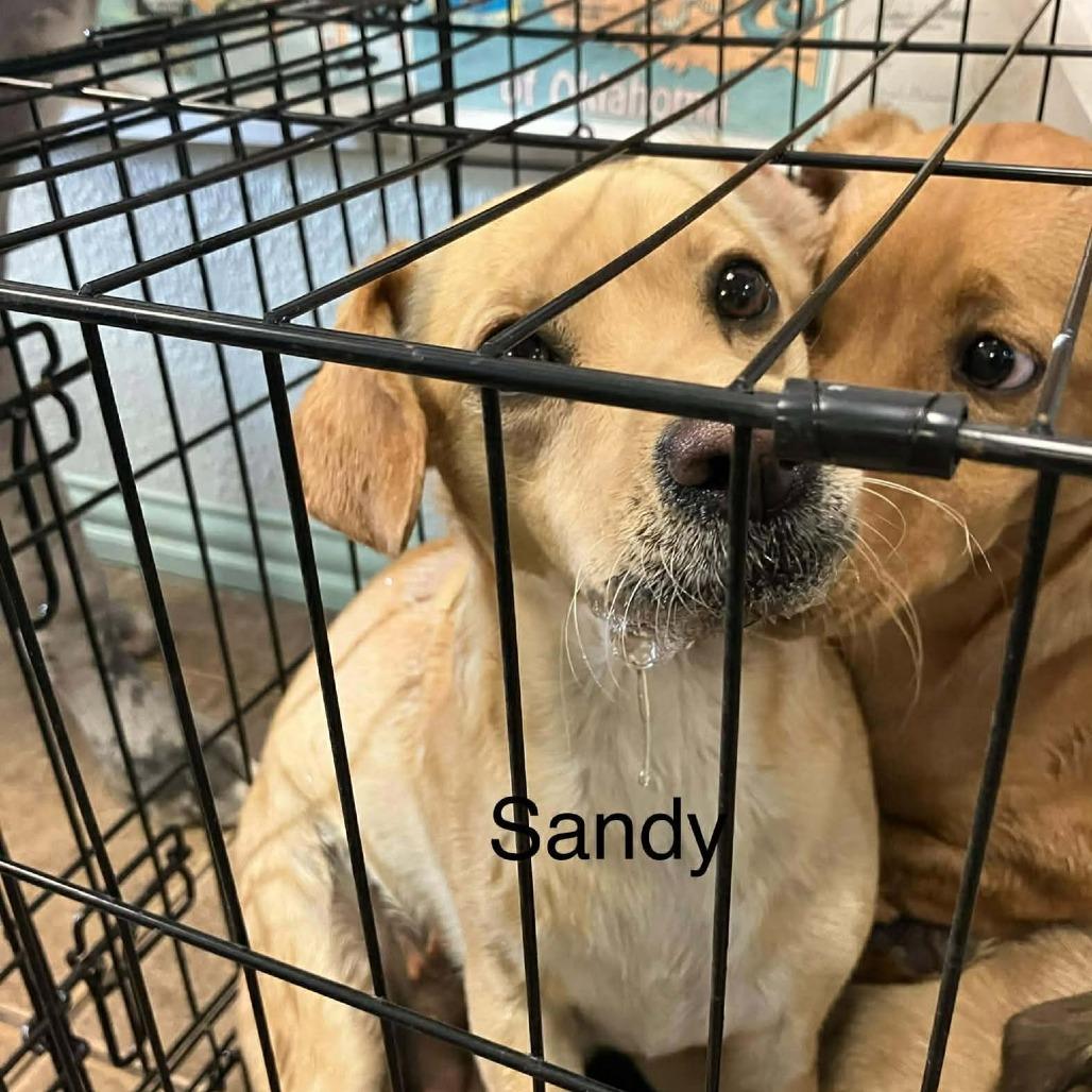 Sandy, Adoptable, Adult Female Chihuahua & Pit Bull Terrier.