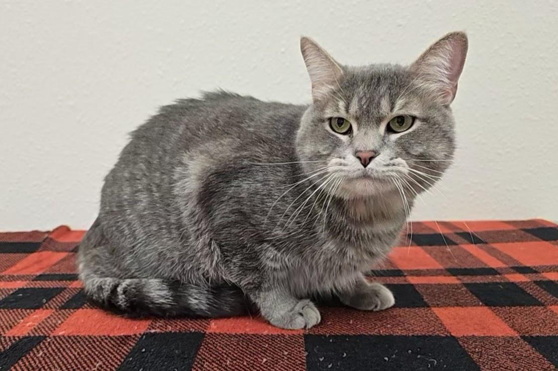 Geeves, a ADOPTABLE Domestic Short Hair in Red Wing, MN image 1/4