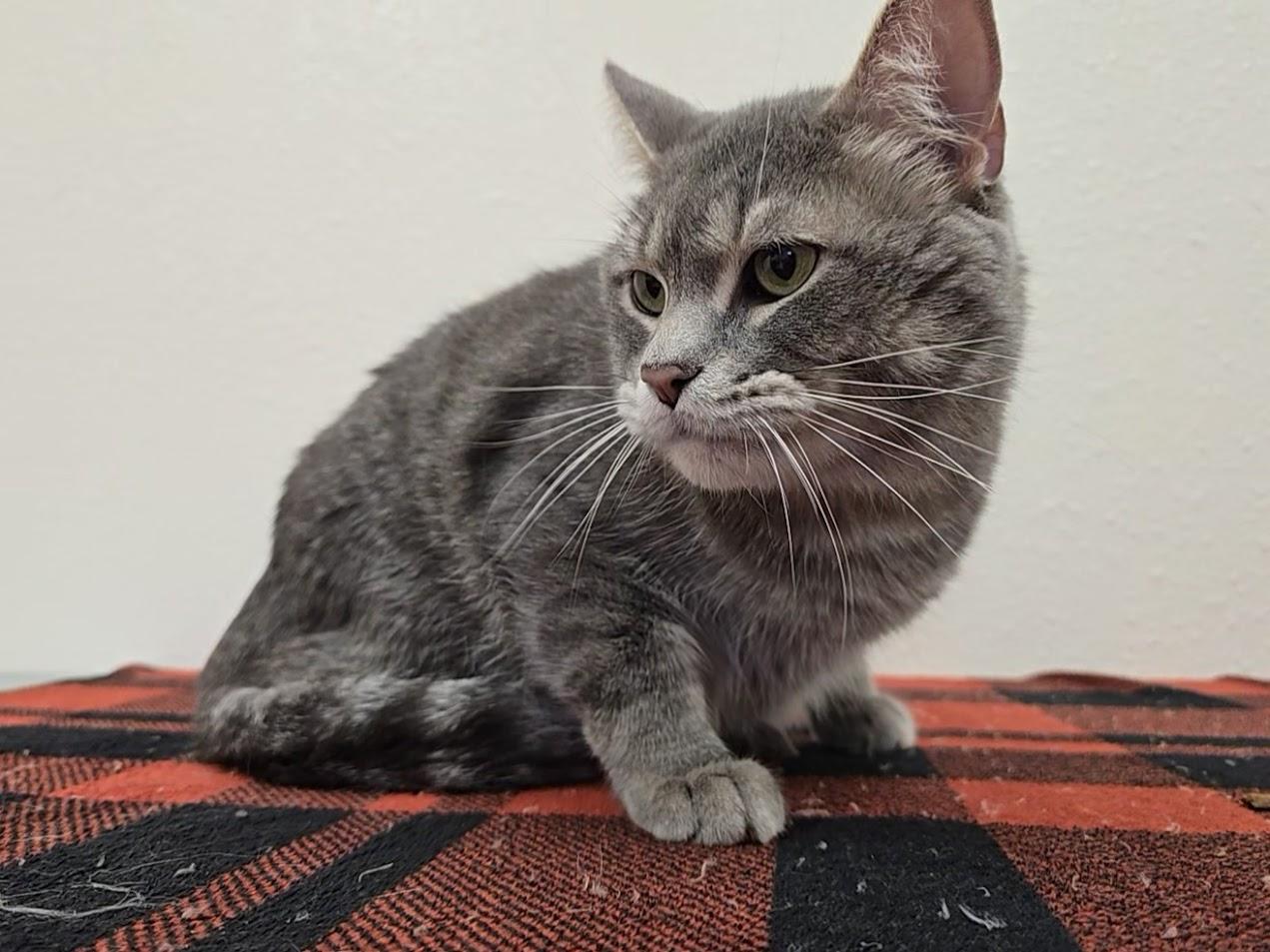 Geeves, a ADOPTABLE Domestic Short Hair in Red Wing, MN image 4/4