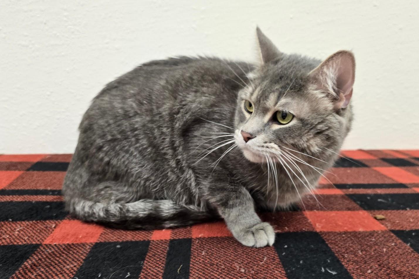Geeves, a ADOPTABLE Domestic Short Hair in Red Wing, MN image 2/4